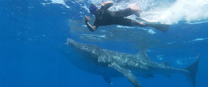 Whale Shark Encounter